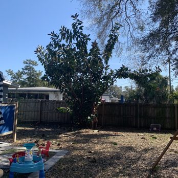 Campbells Noble Tree Service - Rubber Tree - After - Tree Services Near Me