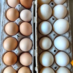 Farmer John and Family Eggs - Left is chicken, right is duck.