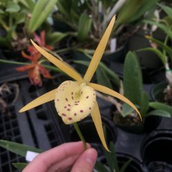 Orchid Trail - Bc. Yellow Bird