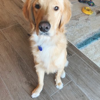 KIMBUR PET WASH SUITES Updated May 2025 18 Photos 108 Reviews 17031 W Bell Rd Surprise Arizona Pet Groomers Phone Number Yelp