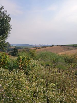 WillaKenzie Estate by null