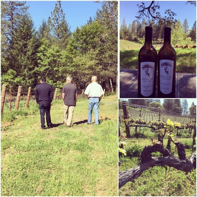 Red Cap Vineyards by null