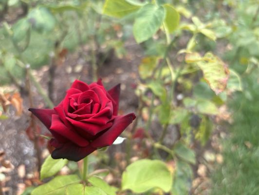 International Rose Test Garden by null