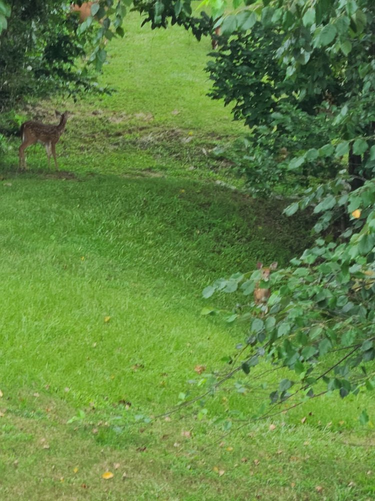 CYBER BLADES Killeen, Texas Lawn Services Phone Number Yelp