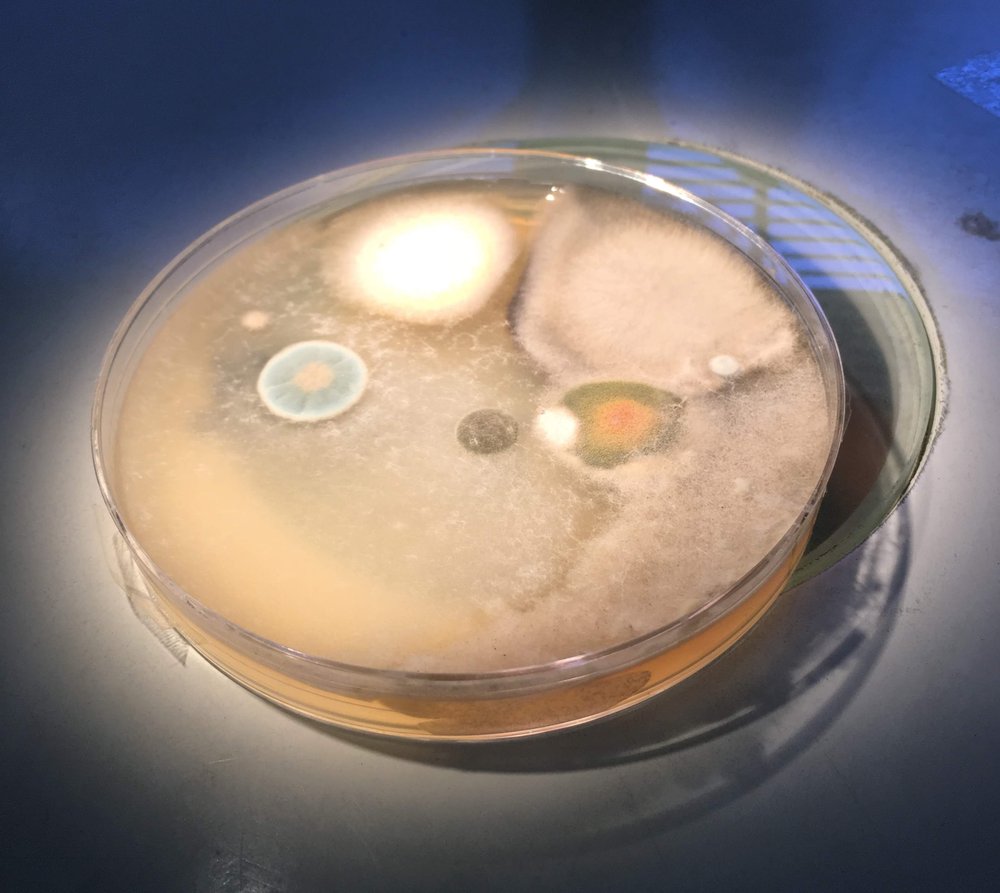 AG Environmental Solutions - mold inspector in Boca Raton, FL