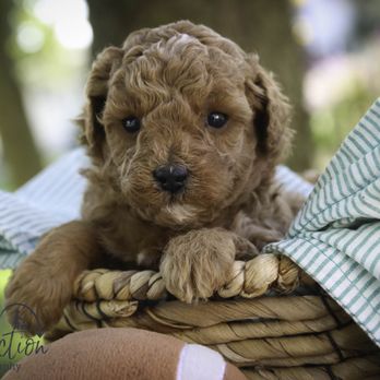 Perfect Match Poodles - Pet Breeders Near Me - Nappanee, Indiana