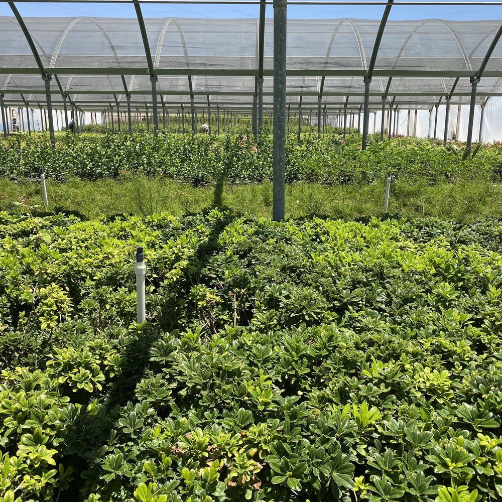 SUN CITY NURSERY Updated July 2024 18 Photos & 10 Reviews 33880 Washington St, Indio