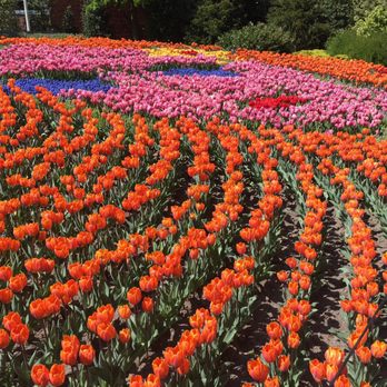 Amsterdam - Tulips display at Keukenhof Gardens - Public Services & Government Near Me - Amsterdam, New Hampshire