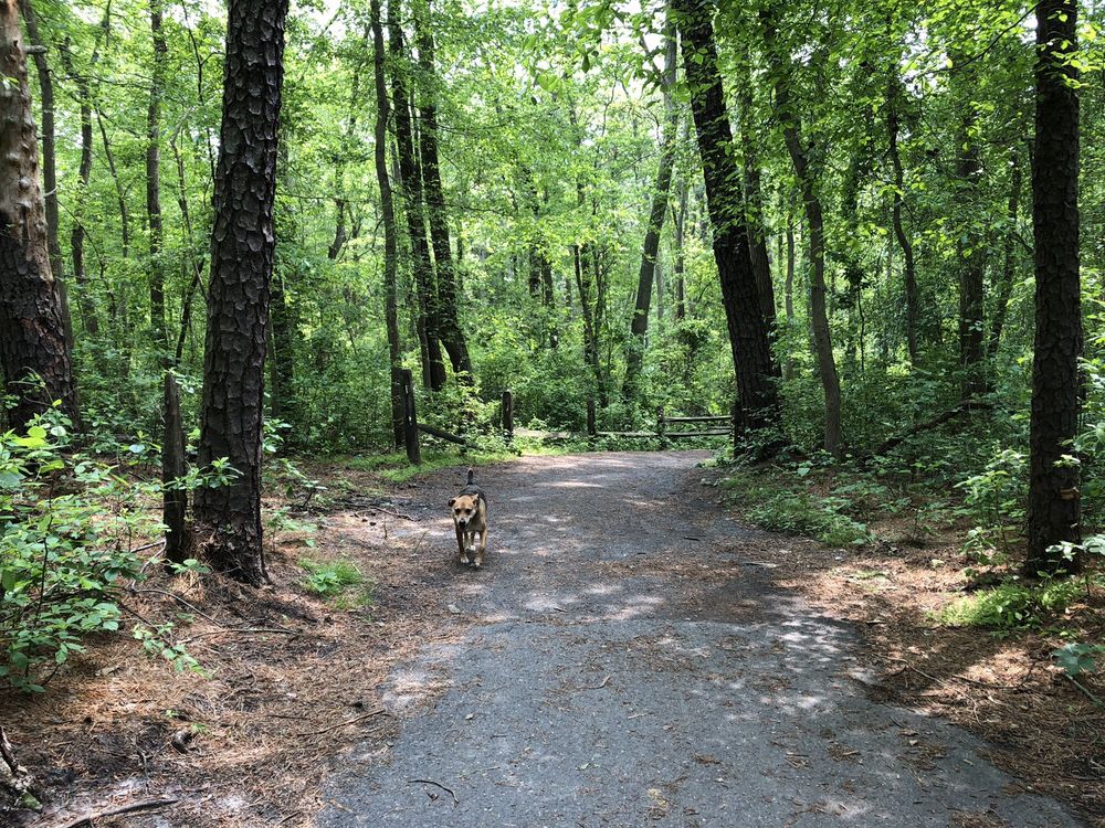 BLUEBERRY HILL TRAIL 90 Photos & 26 Reviews Hiking Rt 561