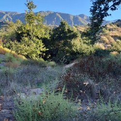 Altadena Crest Trail - Great views and wonderful plant life