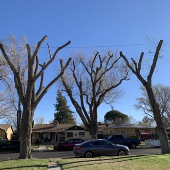 Chads Chippers - After - Tree Services Near Me - Lancaster, California