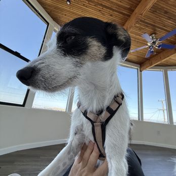 Andy For Dogs - Pet Sitting Near Me - Mill Valley, California Andy For Dogs - Pet Sitting Near Me - Mill Valley, California