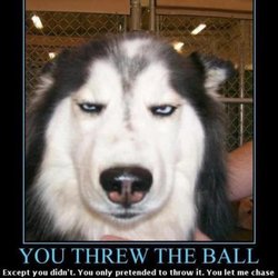 Paw Print Canine Services