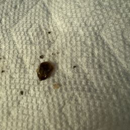 Dead ROACH shell/ body. Dead ROACH shell/ body.