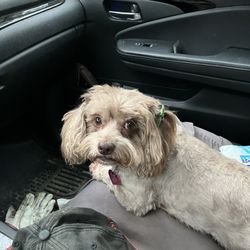 Cozy Canine Care & Cuts - Rosie's Christmas Doo