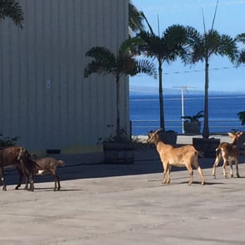 Hamakua Macadamia Nut - The wild goats were out since we were the first to arrive that day. - Specialty Food Near Me - Kawaihae, Hawaii