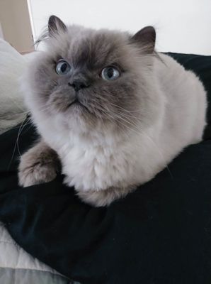 Persian Kittens 10 1210 Army Trail Rd Ste 216 Carol Stream Il Mapquest