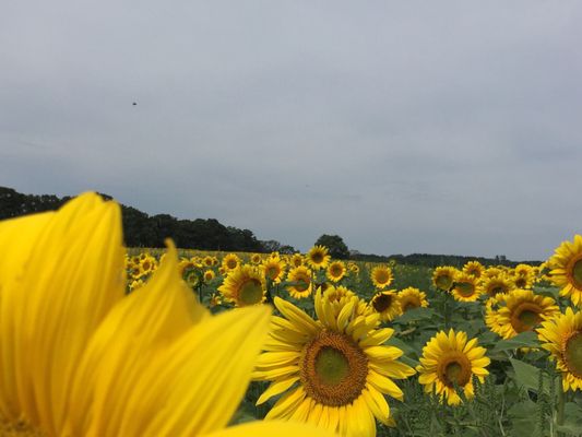 Pope Farm Conservancy by null