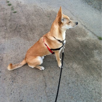 Tailored Dog Training - Zeke working on stay - Pet Training Near Me - Concord, California Tailored Dog Training - Zeke working on stay - Pet Training Near Me - Concord, California