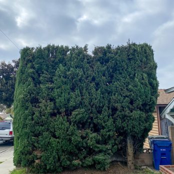 Al’s Tree Care - After - Tree Services Near Me Al’s Tree Care - After - Tree Services Near Me