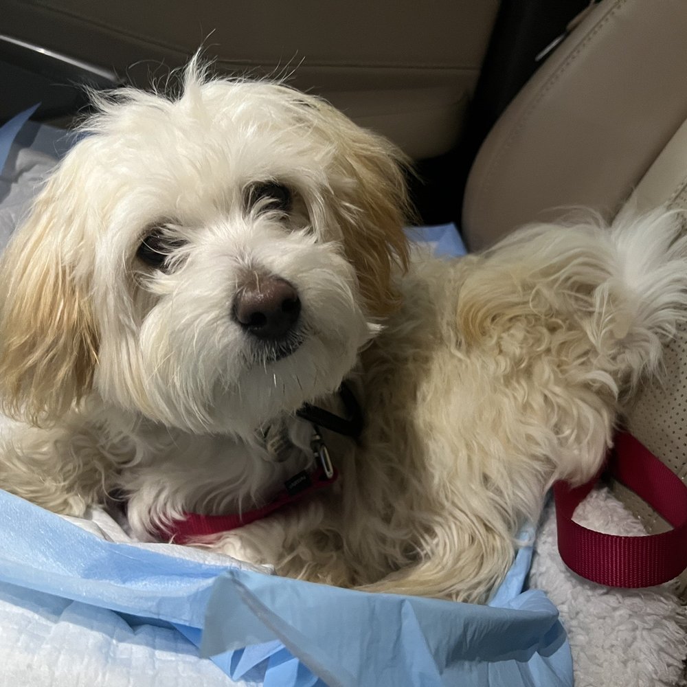 A Bark Idea - So much confidence in the car now! - Pet Training Near Me - Redondo Beach, California A Bark Idea - So much confidence in the car now! - Pet Training Near Me - Redondo Beach, California