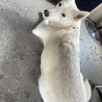 Waypoint Cafe - Dog friendly! - American Near Me - Camarillo, California Waypoint Cafe - Dog friendly! - American Near Me - Camarillo, California