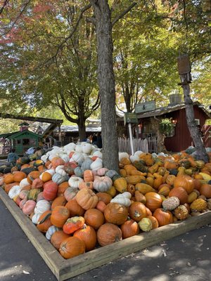 Bengtson's Pumpkin Farm and Fall Fest by null