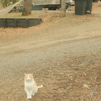 AutoCamp Yosemite - we saw a few cats roam the area - Hotels Near Me - Midpines, California AutoCamp Yosemite - we saw a few cats roam the area - Hotels Near Me - Midpines, California