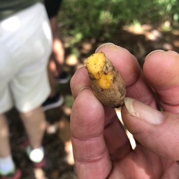 21 Degrees Estate - Fresh turmeric on the grounds - Tours Near Me - Kaneohe, Hawaii 21 Degrees Estate - Fresh turmeric on the grounds - Tours Near Me - Kaneohe, Hawaii