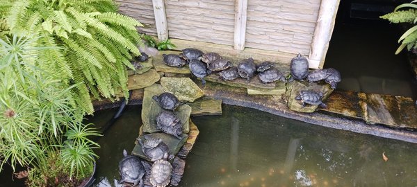 Allan Gardens Conservatory by null