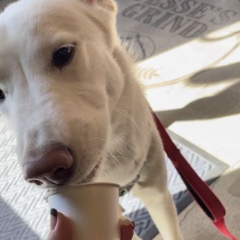 Jesse's Grind Coffee Bar - pup cup - Coffee & Tea Near Me - Winnetka, California Jesse's Grind Coffee Bar - pup cup - Coffee & Tea Near Me - Winnetka, California