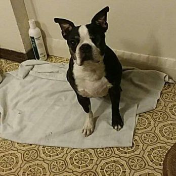 Dar's Healthy Paw - Pet Sitting Near Me Dar's Healthy Paw - Pet Sitting Near Me