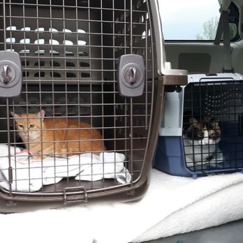Happy Tails Travel - On their way. - Travel Services Near Me Happy Tails Travel - On their way. - Travel Services Near Me