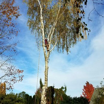 Cutting Edge Tree Service - Tree Services Near Me Cutting Edge Tree Service - Tree Services Near Me