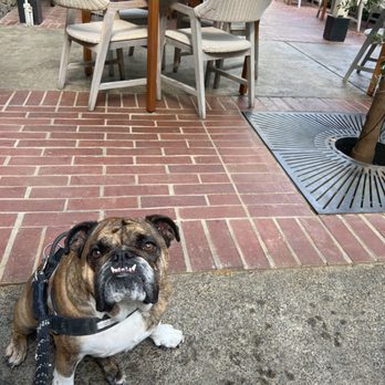 Layla - Dog friendly! - Mediterranean Near Me - Sonoma, California
