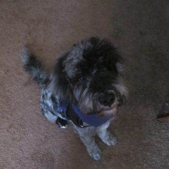 Black Berry Farm Puppies - Pet Breeders Near Me Black Berry Farm Puppies - Pet Breeders Near Me
