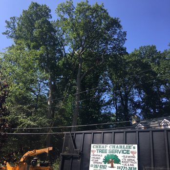 Cheap Charlie's Tree - Nice job and good guys to work with - Tree Services Near Me - East Islip, New York Cheap Charlie's Tree - Nice job and good guys to work with - Tree Services Near Me - East Islip, New York