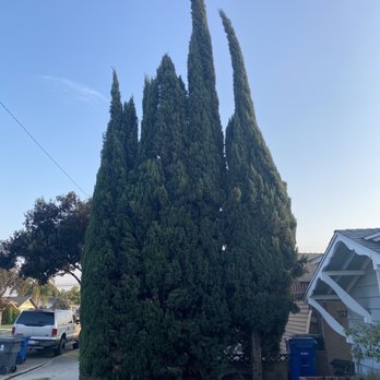 Al’s Tree Care - Before - Tree Services Near Me Al’s Tree Care - Before - Tree Services Near Me