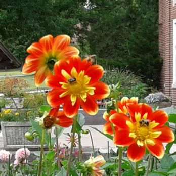 Nissequogue River State Park - Huge number of beautiful dahlias!! - Parks Near Me - Kings Park, New York Nissequogue River State Park - Huge number of beautiful dahlias!! - Parks Near Me - Kings Park, New York