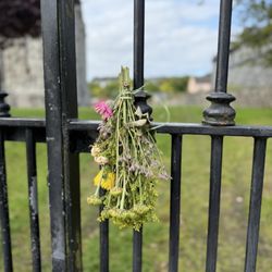 Sligo Abbey