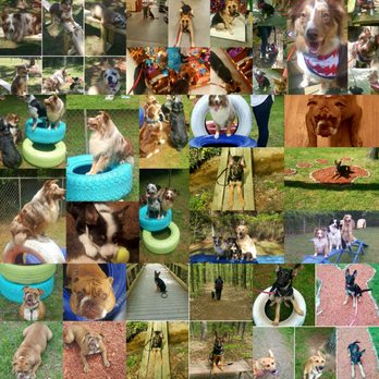 TNT Dog Training - Fun Times at TNT - Pet Sitting Near Me TNT Dog Training - Fun Times at TNT - Pet Sitting Near Me