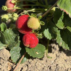 Pacific Star Gardens - Strawberries