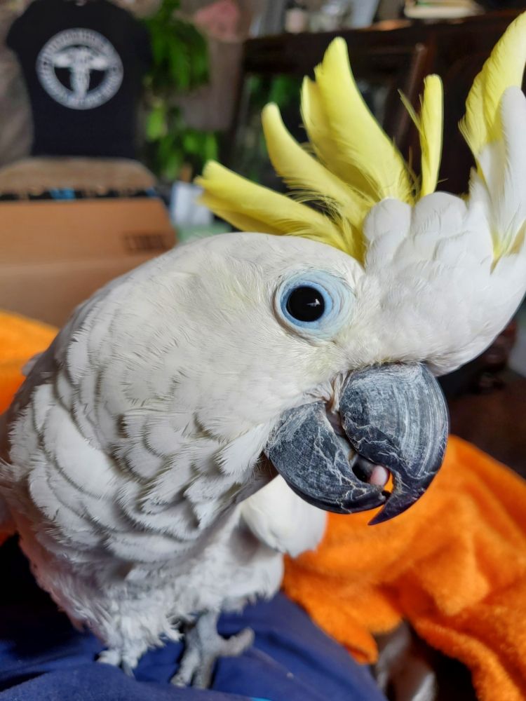 PAPAYAGO RESCUE HOUSE Updated June 2024 10 Photos 3778 Canton Rd