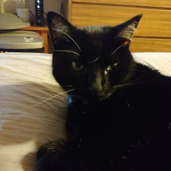 Dogwood Pet Hospital - Voodoo - Age 14 - Veterinarians Near Me - Gresham, Oregon Dogwood Pet Hospital - Voodoo - Age 14 - Veterinarians Near Me - Gresham, Oregon