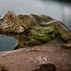 Olmense Zoo