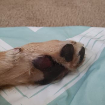 Run Dog Run - Torn  pad - Pet Training Near Me - Kingston, Washington