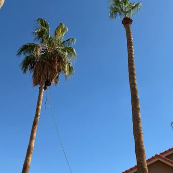 Arbor Barber Tree Service - Before and after of a Mexican Fan Palm - Tree Services Near Me - Phoenix, Arizona Arbor Barber Tree Service - Before and after of a Mexican Fan Palm - Tree Services Near Me - Phoenix, Arizona