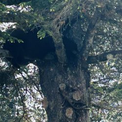 Taku Glacier Lodge - Hans in the tree
