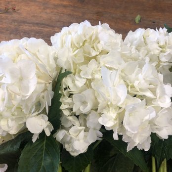 Flora Fresh - Nice - Florists Near Me - Sacramento, California Flora Fresh - Nice - Florists Near Me - Sacramento, California