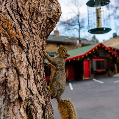 Foot of the Mountain Motel by null